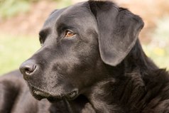 Если вы подберете на улице дворовую собаку и накормите её, она никогда вас не укусит. В этом и состоит разница между собакой и человеком...