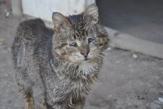 Я хочу чтобы у всех бездомных животных появился дом, где есть тепло, где его ждут.