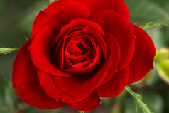 Мама - единственная роза, которая не имеет шипов.