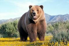 Россияне в следующий кризис не покупайте машины и квартиры - лучше скинуться и купить Европу! Представьте просыпаются они однажды, а вокруг - Россия!!!