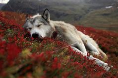 У каждого из нас есть кладбище — кладбище чувств. На котором мы хороним чувства, которые мы испытывали к тому или иному человеку, будь то любовь, ненависть, зависть, ревность, доверие, симпатия, надежды, мысли…