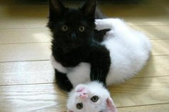 В жизни нет ничего невозможного. Даже черное с белым прекрасно совмещаются и составляют единое целое.