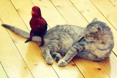 — Вот скажи честно, что ты ко мне испытываешь? — Терпение... Громадное терпение.