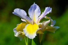 Скромность и добросовестность вознаграждаются только в романах...