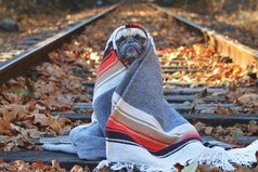 Доктор, у меня аллергия на осень. Я весь покрываюсь одеялом и всё время сплю.