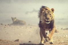 Каждое утро в Африке просыпается газель. Она должна бежать быстрее льва, иначе погибнет. Каждое утро в Африке просыпается и лев. Он должен бежать быстрее газели, иначе умрет от голода. Не важно, кто ты — газель или лев. Когда встает солнце, надо бежать. 