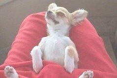 Моя любимая страна — Кроватия.