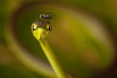 Если друг мой дружит с моим врагом, то мне не следует водиться с другом. Остерегайся сахара, который смешан с ядом, берегись мухи, которая сидела на дохлой змее.