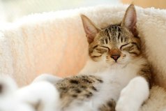 Тишина — это лучший друг. Проверенный. Ей от тебя ничего не нужно. Она просто сидит рядом и не мешает.