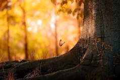 Говорят, любовь на расстоянии невозможна. Солнце тоже далеко... но все же, греет!