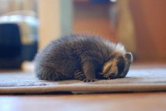 Сегодня я — маленький уставший енот.