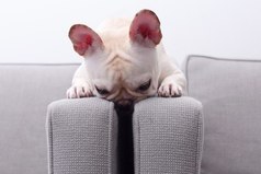 Бедняжка, не может мячик достать...