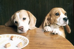 Варю собаке суп из куриных голов... Варю и думаю :