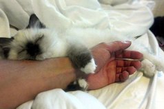 Опоздал на работу, потому что киса не отпускала.