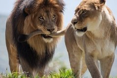 Слышь ты, львица светская! Какой там клуб ночной?! Ты замужем!