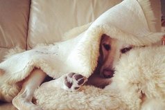 Хочу спрятаться от осени в одеялке!