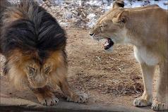 Это там... за порогом, ты - царь зверей!!! А здесь - не рычи, когда жена говорит...