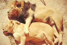 Лев - царь зверей... Пока не проснулась львица.