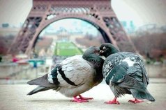 Париж - город любви не только для людей.