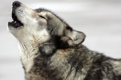 Я люблю одиночество. Ну или я убедил себя, что мне так лучше.