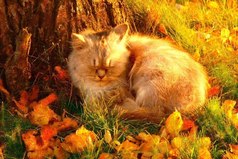 К сырости осенней вовсе не готов. Не сварил глинтвейна, не купил котов.