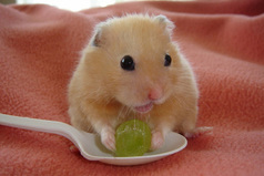 Женщины любят мужчин, мужчины любят детей а дети любят хомячков, и только хомячки никого не любят!!!