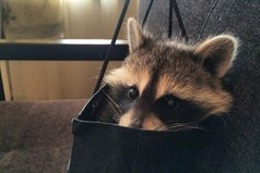 Однажды я приду домой и скажу: 