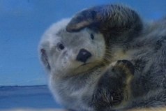 Это я высматриваю свои дальнейшие перспективы