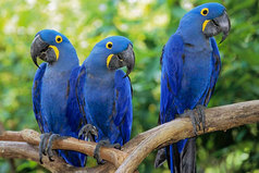 Группа потерявшихся в джунглях русских туристов была найдена по матерящимся попугаям.