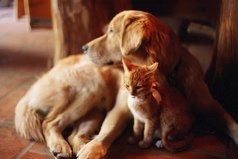 Я люблю осень, хотя и не люблю холод. Но зато именно в это время природа напоминает мне, насколько важно ценить домашнее тепло и уют.