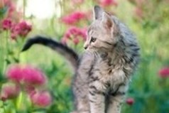 Со счастьем дело обстоит так же, как и с часами: чем проще механизм, тем реже он портится.