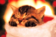 Я уже сейчас знаю, что я буду делать на новый год: СПАТЬ. 