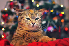 Падает снег, сверкают бенгальские огни, запах мандаринов. Вот он, Новый Год.  