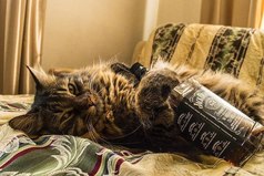 В такую погоду виски и котиков, должны раздавать бесплатно.