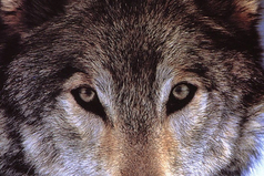 Если драгоценный камень попадает в грязь, он остаётся драгоценностью. Если пыль подымается к небу, она остаётся пылью.