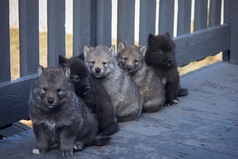 Бесполезно привлекать человека своим статусом, если не можешь привлечь его своей личностью.