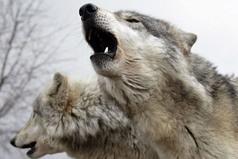 Компромисс - это искусство разделить пирог так, чтобы каждый был уверен, что лучший кусок достался ему.