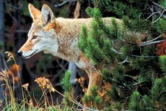 Людям нужно доверять... но у каждого из них свой кредит доверия. Поэтому прежде чем довериться человеку в чем-то, нужно узнать его кредитную историю...