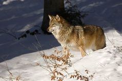 Любовь - это чувство придуманное человеком. На самом деле это совокупность трех простых вещей: сила привычки, физическая ненасытность и наконец-то просто страх остаться одной.