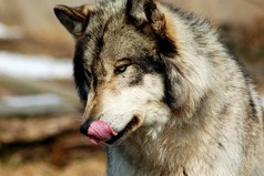 Считаете, что о Вас позабыли абсолютно все? Тогда попробуйте на пару дней задержать платеж по кредиту.