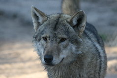 Не стоит унывать и думать о прошедшем, все ж лучше жить и сочинять мечты, чтоб после не хотеть быть сумасшедшим, учись ценить то, что имеешь ты.