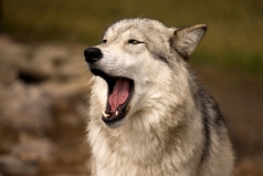 Любовь к самому себе – роман, длящийся целую жизнь.