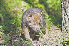 Мы должны сделать все ошибки только потому, чтобы понять, из-за чего мы их не должны были делать.