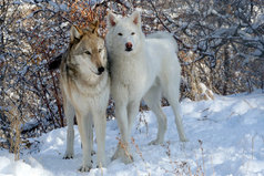Золото проверяется огнём, женщина — золотом, а мужчина — женщиной.