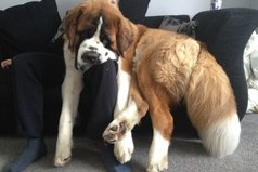 Когда ты уже вырос, но всё равно хочешь на ручки.