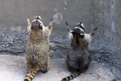 Господи, даруй людям мозг, а некоторым… ещё и инструкцию по применению…