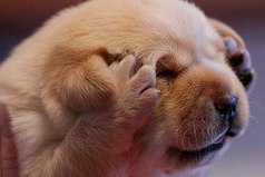 Прихожу домой, смотрю, столько работы!… Диван не лежанный, телевизор не смотренный, интернет не сиженный!