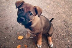 У собак лишь один недостаток — они верят людям.