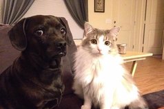 Я сидел за компом и минут 15 напевала разные песни, как мне казалось, хорошо. А потом просто обернулся и увидел эти глаза.