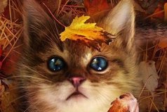 Осень не читает нравоучений. Она мудра. Напоминает о том, о чем важно помнить. «Не поддавайся отчаянию. Наблюдай за листопадом, но со стороны. Прислушивайся к дождю, но не к эмоциям»